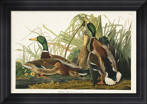 Framed Pl 221 Mallard Duck Print