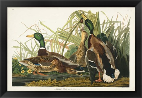 Framed Pl 221 Mallard Duck Print