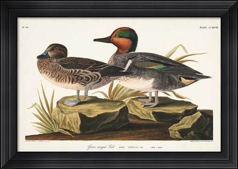 Framed Pl 228 Green-winged Teal Print