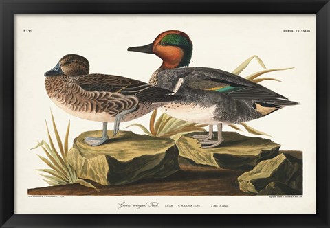 Framed Pl 228 Green-winged Teal Print