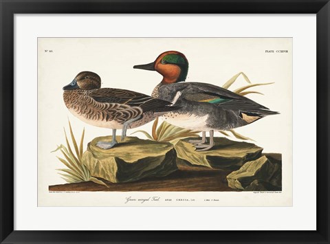 Framed Pl 228 Green-winged Teal Print