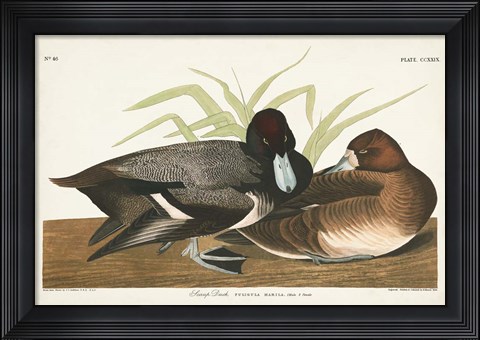 Framed Pl 229 Scaup Duck Print