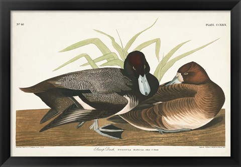 Framed Pl 229 Scaup Duck Print