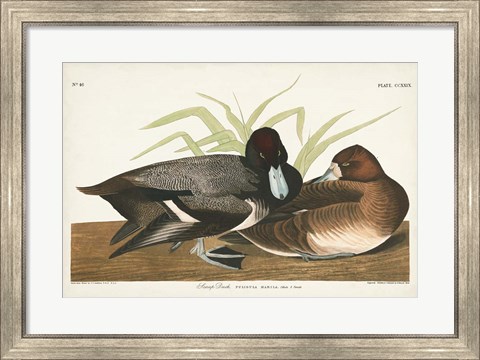 Framed Pl 229 Scaup Duck Print