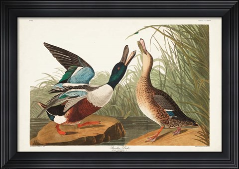 Framed Pl 327 Shoveller Duck Print