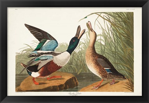 Framed Pl 327 Shoveller Duck Print