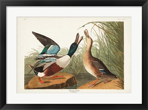 Framed Pl 327 Shoveller Duck Print