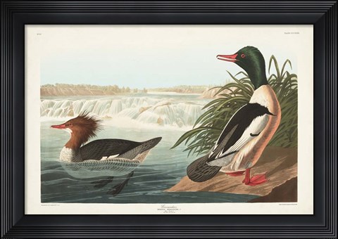 Framed Pl 331 Goosander Duck Print