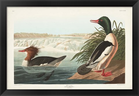 Framed Pl 331 Goosander Duck Print