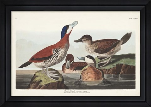 Framed Pl 343 Ruddy Duck Print