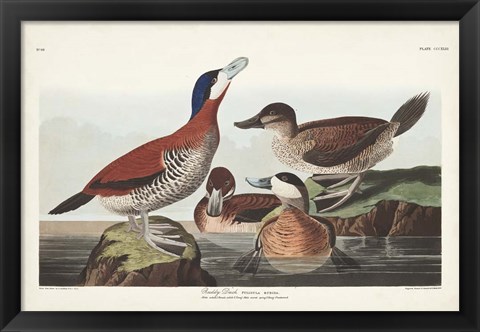 Framed Pl 343 Ruddy Duck Print