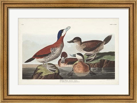 Framed Pl 343 Ruddy Duck Print