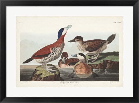 Framed Pl 343 Ruddy Duck Print