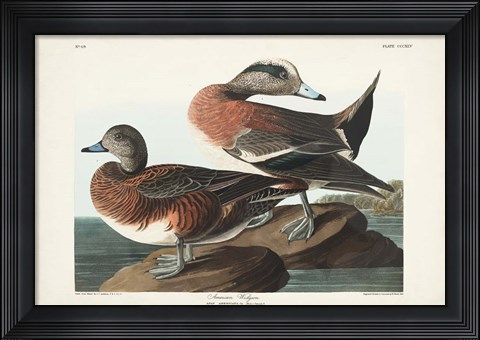 Framed Pl 345 American Widgeon Print