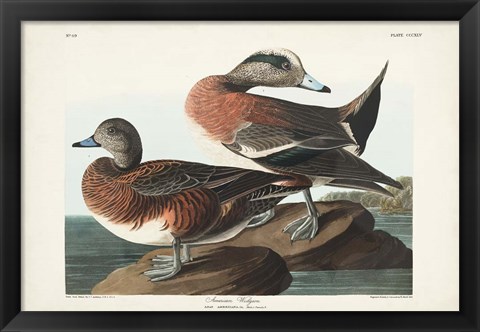 Framed Pl 345 American Widgeon Print