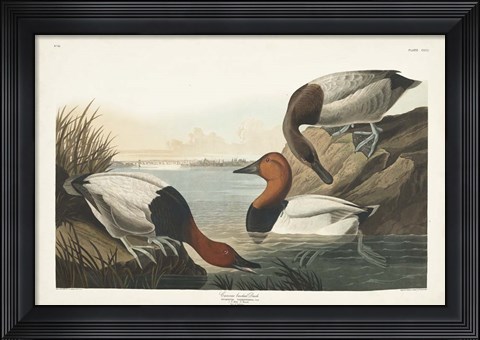 Framed Pl 301 Canvas-backed Duck Print