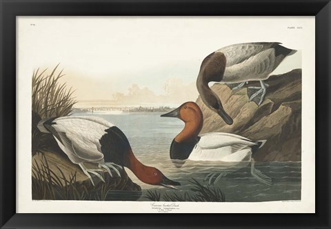 Framed Pl 301 Canvas-backed Duck Print