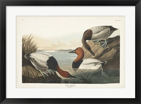 Framed Pl 301 Canvas-backed Duck Print