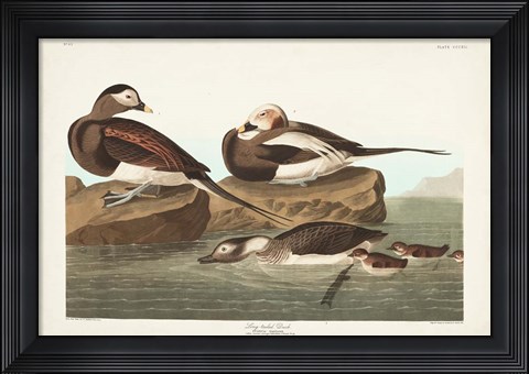 Framed Pl 312 Long-tailed Duck Print