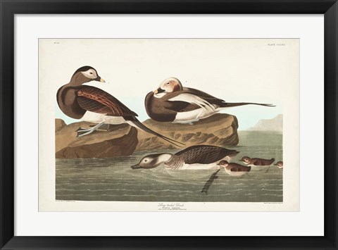 Framed Pl 312 Long-tailed Duck Print