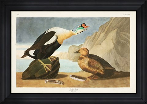 Framed Pl 276 King Duck Print