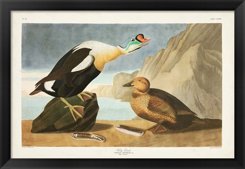 Framed Pl 276 King Duck Print