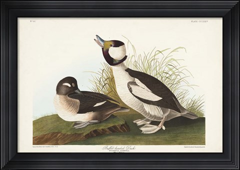 Framed Pl 325 Buffel-headed Duck Print