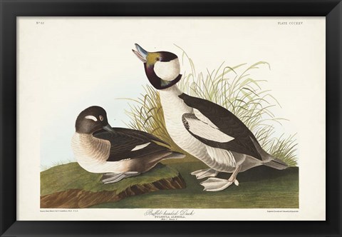 Framed Pl 325 Buffel-headed Duck Print