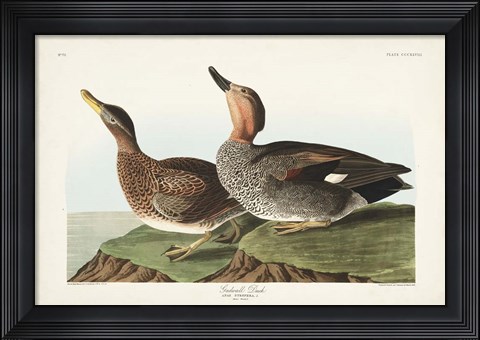 Framed Pl 348 Galdwell Duck Print