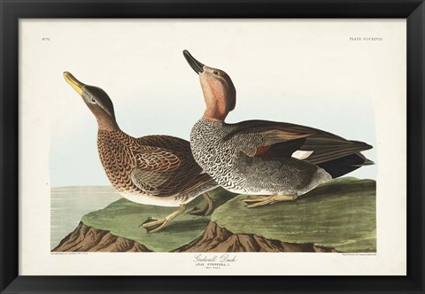 Framed Pl 348 Galdwell Duck Print