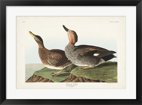 Framed Pl 348 Galdwell Duck Print