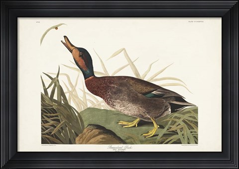 Framed Pl 338 Bemaculated Duck Print