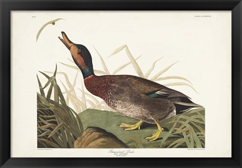Framed Pl 338 Bemaculated Duck Print