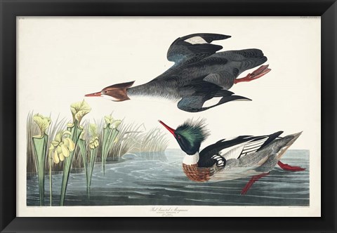 Framed Pl 401 Red-breasted Merganser Duck Print