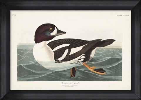 Framed Pl 403 Golden-eye Duck Print