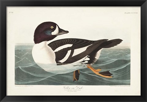 Framed Pl 403 Golden-eye Duck Print