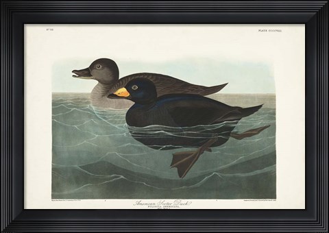 Framed Pl 408 American Scoter Duck Print