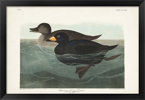 Framed Pl 408 American Scoter Duck Print