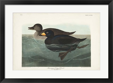 Framed Pl 408 American Scoter Duck Print