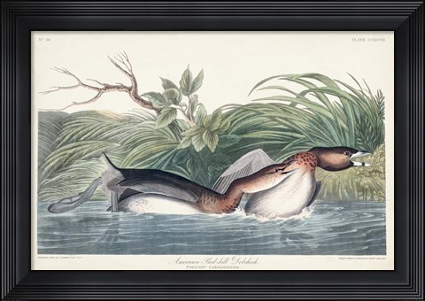 Framed Pl 248 American Pied-bill Duck Print
