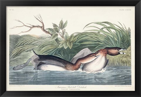 Framed Pl 248 American Pied-bill Duck Print