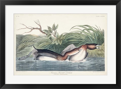 Framed Pl 248 American Pied-bill Duck Print