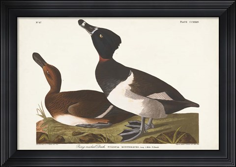 Framed Pl 234 Ring-necked Duck Print