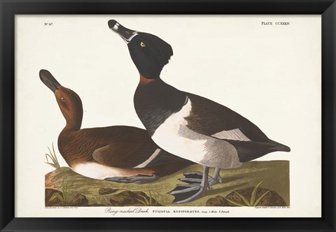 Framed Pl 234 Ring-necked Duck Print