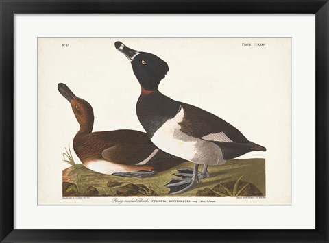 Framed Pl 234 Ring-necked Duck Print