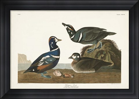 Framed Pl 297 Harlequin Duck Print