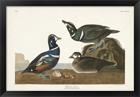 Framed Pl 297 Harlequin Duck Print