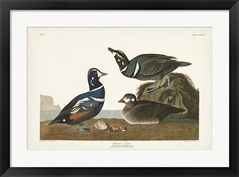 Framed Pl 297 Harlequin Duck Print