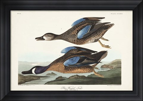 Framed Pl 313 Blue-winged Teal Print
