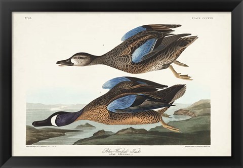 Framed Pl 313 Blue-winged Teal Print